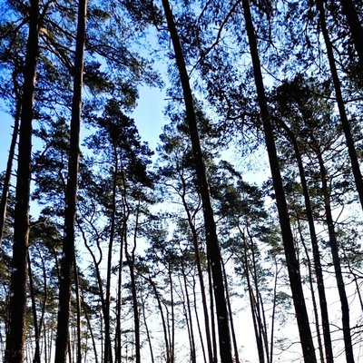 Wood colours 🌲