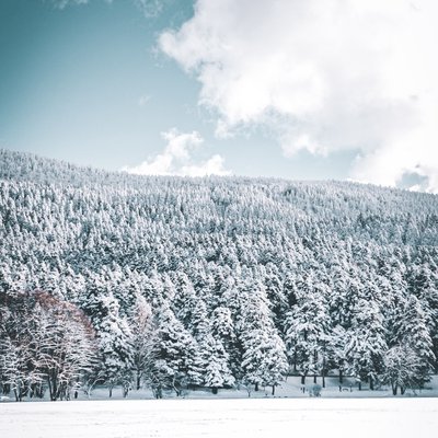 Snow covered forests🤍