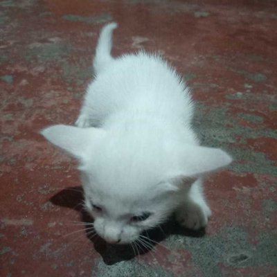 "Our Little Light Fury"