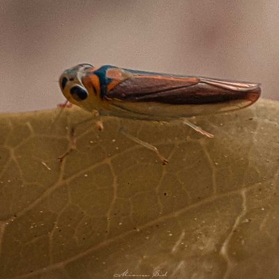 Macrosteles