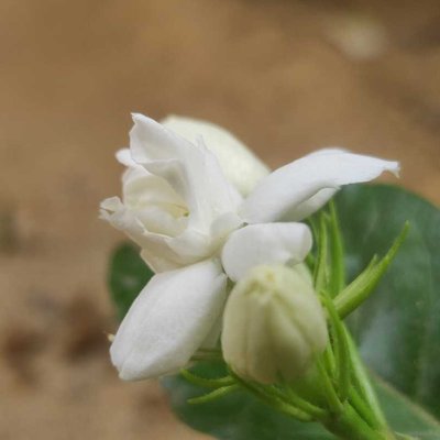 Good Morning Pindlers 🌼