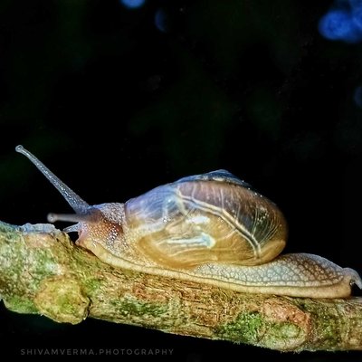 Snail 🐌