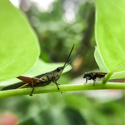 Communication Between Insects