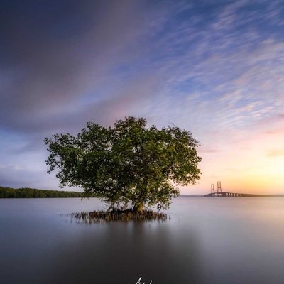 Suramadu's Lonely Tree