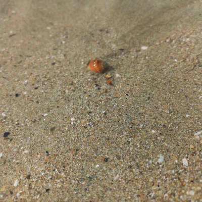 🐚Tiny Shell🐚