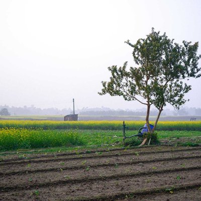 Mustard Field 