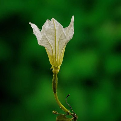 Coccinia grandis Flower🌼🤍