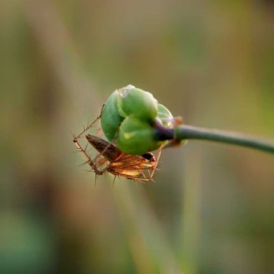 Shy Lynx spider