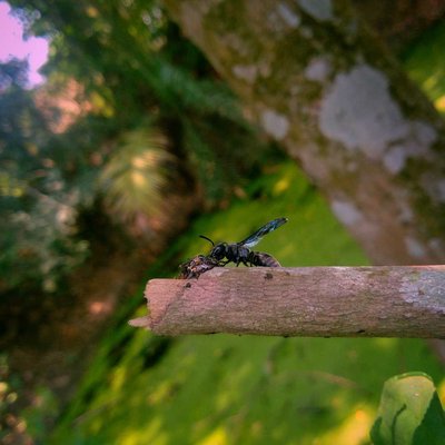|| EUROPEAN DARK BEE ||