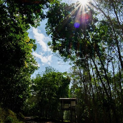 hutan karet