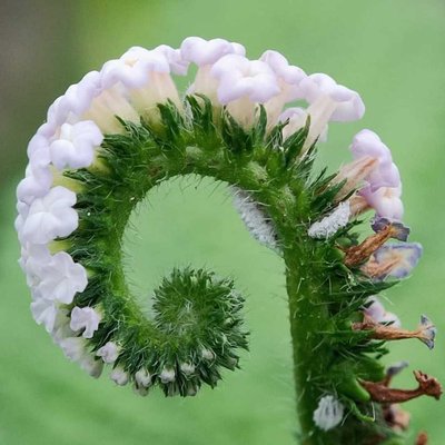 INDIAN HELIOTROPE