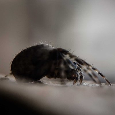 Orb weaver 💀