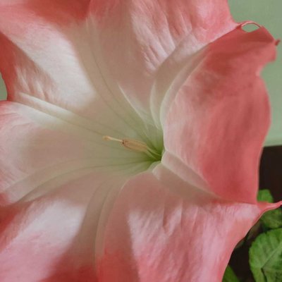 🌺