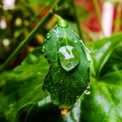 Macro