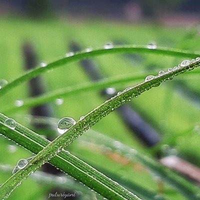 Morning dew at Songan village, Kintamani