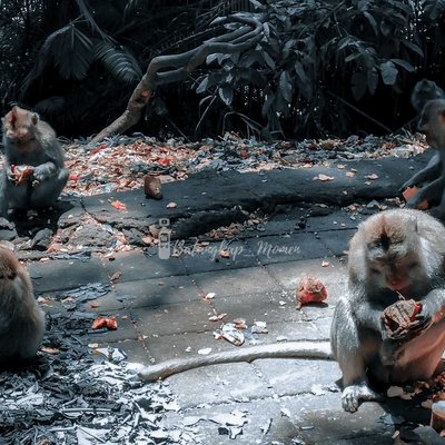 the monkeys