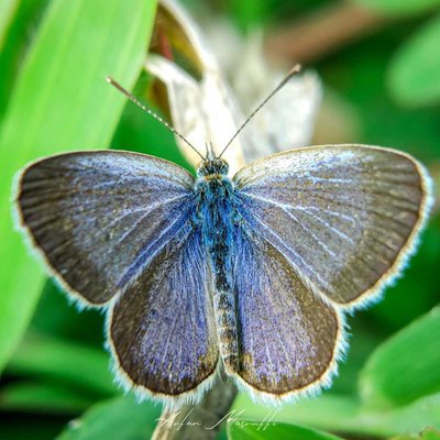 Zizeeria knysna