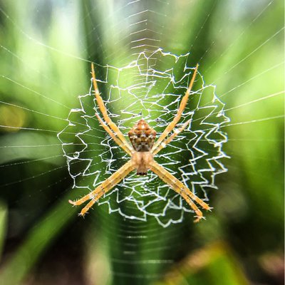 Argiope beauty 