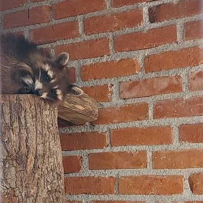 Ranč "Aris"🦝