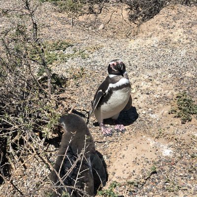 la pinguinera en chubut
