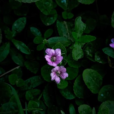 macro | Flower |