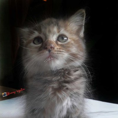 kitten
