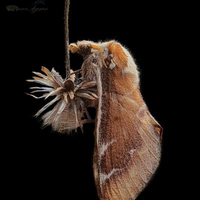 Lappet moth 