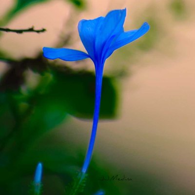 La flor que tengo para ti 