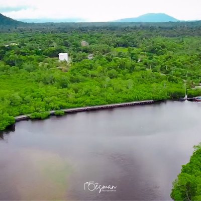 Hutan Mangrove Setengar - Natuna