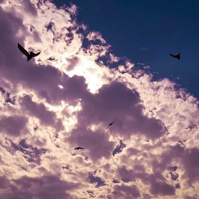 FLY HIGH