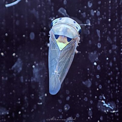 Idiocerus