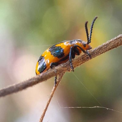 Chrysomelidae