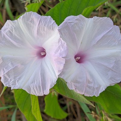 Ipomoea pandurata 