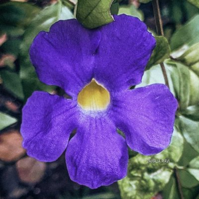 Purple flower