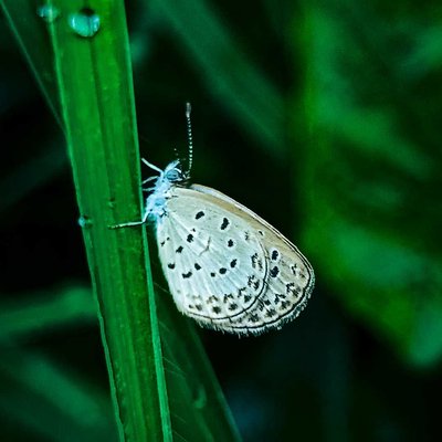 Micro photography 