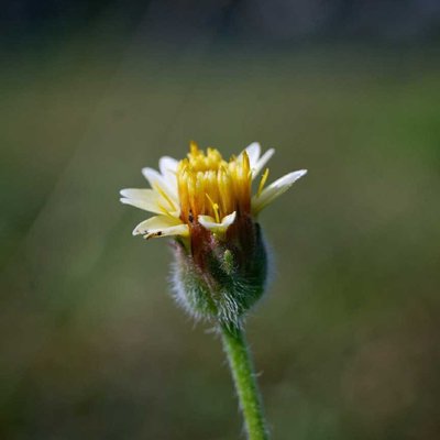 Penyebaran Gletang
