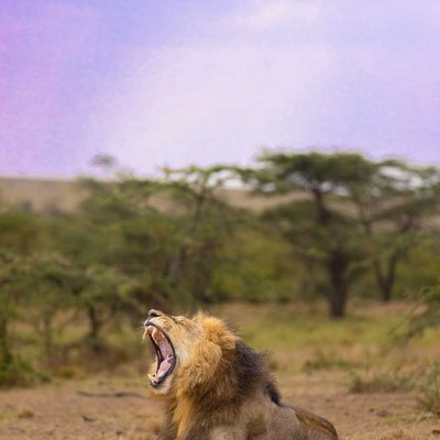 Nature's Yawn:A Majestic Lion welcomes the Sunset's Serenade