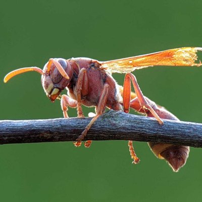 wasp