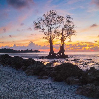 Cari pohon jauh