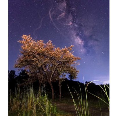 //Soaring Fireflies In The Purple Galaxy//
