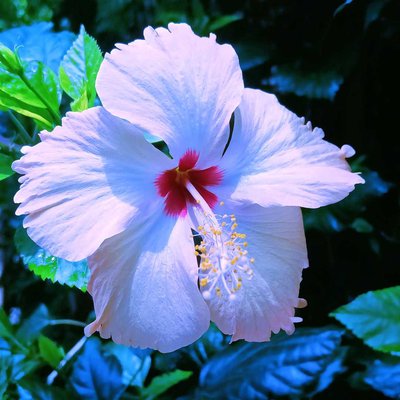 white 🤍 Hibiscus 🌺
