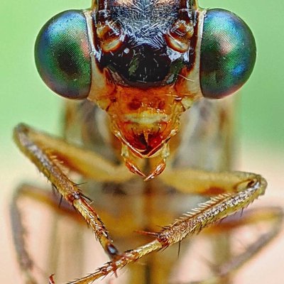 macro ekstrem
