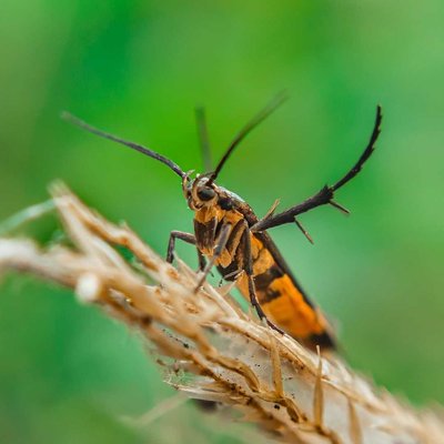 Moth (Eretmocera impactella)