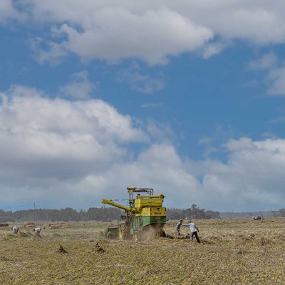 Harvesting 