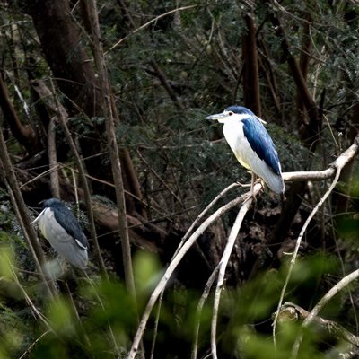 Black-crowned night Heron 