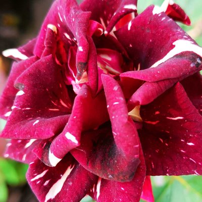 multi colour Rose