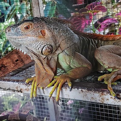 Iguana Hijau