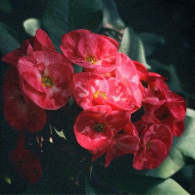 Crown-of-thorns