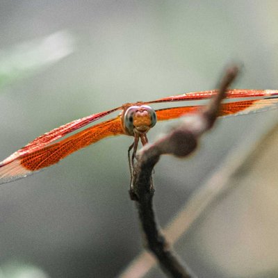 Dragon Fly