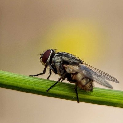 House Fly